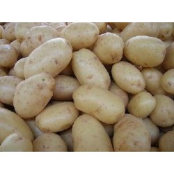 PATATE DA SEME SPUNTA ORINALI OLANDESE KG. 25