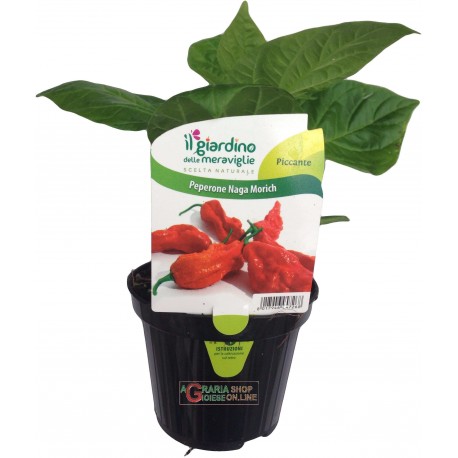 PIANTA DI PEPERONCINO PICCANTE NAGA MORICH IN VASETTO