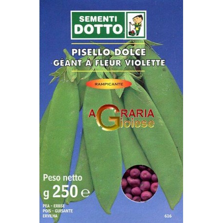 PISELLO GR. 250 RAMPICANTE GEANT A FLEUR VIOLETTE