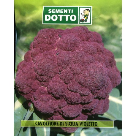 SEMI DI CAVOLFIORE DI SICILIA VIOLETTO