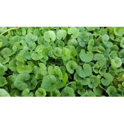 SEMI DI DICHONDRA REPENS PER PRATO TAPPETO ERBOSO NANO SENZA TAGLIO GR. 100