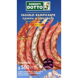 SEMI DI FAGIOLO RAMPICANTE FIAMMA O STREGONTA GR. 500