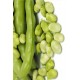 SEMI DI FAVA DA ORTO PER SEME SUPER AGUADULCE GR. 500