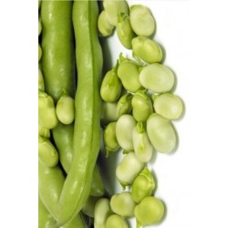 SEMI DI FAVA DA ORTO PER SEME SUPER AGUADULCE GR. 500