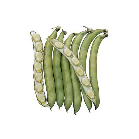 SEMI DI FAVA GR. 500 PRECOCISSIMA GRANO BIANCO SEMI