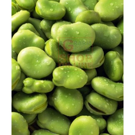 SEMI DI FAVA PRECOCISSIMA GRANO BIANCO SEMI SACCO DA KG. 25