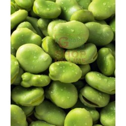 SEMI DI FAVA SUPERAGUADULCE BACCELLO LUNGO SACCO DA KG. 25