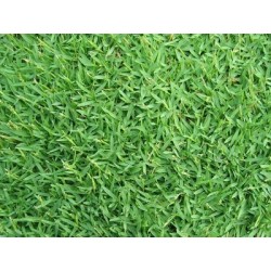 SEMI DI GRAMIGNONE PER PRATO CARPET GRASS  KG. 1