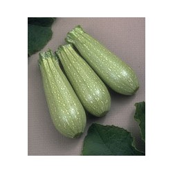 SEMI DI ZUCCHINO CLARITA F1 LB. 1 GR. 454