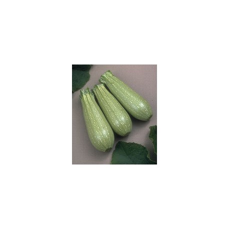 SEMI DI ZUCCHINO CLARITA F1 LB. 1 GR. 454