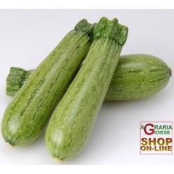 SEMI DI ZUCCHINO MARROW GREYZINI IBRIDO F1