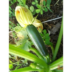 SEMI DI ZUCCHINO NANO VERDE DI MILANO