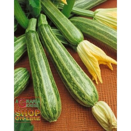 SEMI DI ZUCCHINO STRIATO DI ITALIA