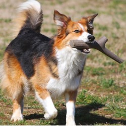 BAMA TUTTO MIO MINI GIOCATTOLO PER CANI DI PICCOLA TAGLIA