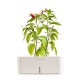 CLICK E GROW STARTER KIT PEPERONCINO