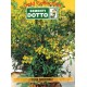 DOTTO BUSTE SEMI DI RUTA OFFICINALE