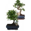 BONSAI