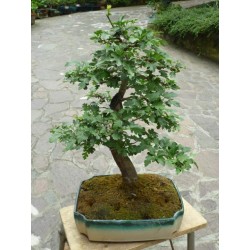 BONSAI OLIVO DECO