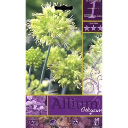 BULBI DI FIORE ALLIUM OBLIQUUM N. 1