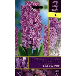 BULBI DI FIORE HYACINTHUS PAUL HEMANN N. 3