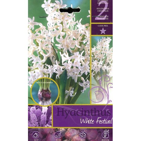 BULBI DI FIORE HYACINTHUS WHITE FESTIVAL N. 2