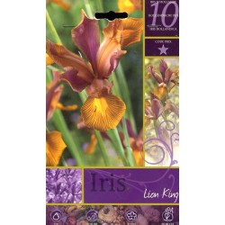 BULBI DI FIORE IRIS LION KING N. 10