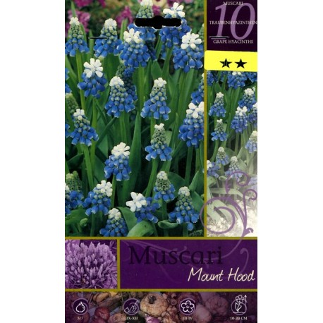 BULBI DI FIORE MUSCARI MOUNT HOOD N. 10