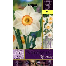 BULBI DI FIORE NARCISSUS HIGHT SOCIETY N. 3