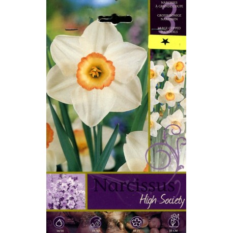 BULBI DI FIORE NARCISSUS HIGHT SOCIETY N. 3