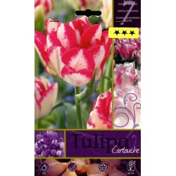 BULBI DI FIORE TULIPA CARTOUCHE N. 7