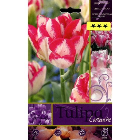 BULBI DI FIORE TULIPA CARTOUCHE N. 7