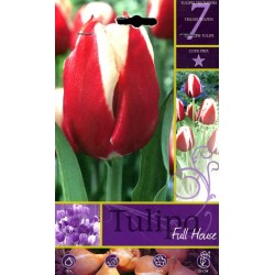 BULBI DI FIORE TULIPA FULL HOUSE N. 7