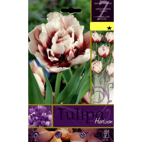 BULBI DI FIORE TULIPA HORIZON N. 7