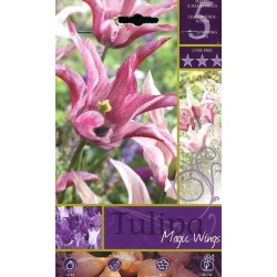 BULBI DI FIORE TULIPA MAGIC WINGS N. 5