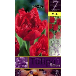 BULBI DI FIORE TULIPA PETTICOAT N. 7