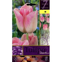 BULBI DI FIORE TULIPA SHOWBIZZ N. 7