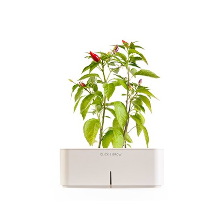 CLICK E GROW STARTER KIT PEPERONCINO