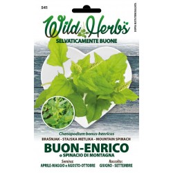 WILD HERBS SEMI DI BUON ENRICO O SPINACIO DI MONTAGNA