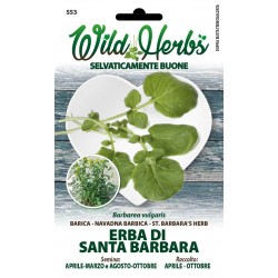 WILD HERBS SEMI DI ERBA DI SANTA BARBARA