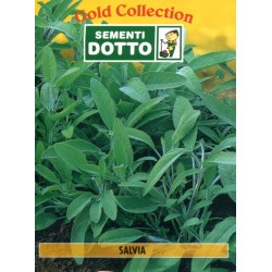 DOTTO BUSTE SEMI DI SALVIA OFFICINALE